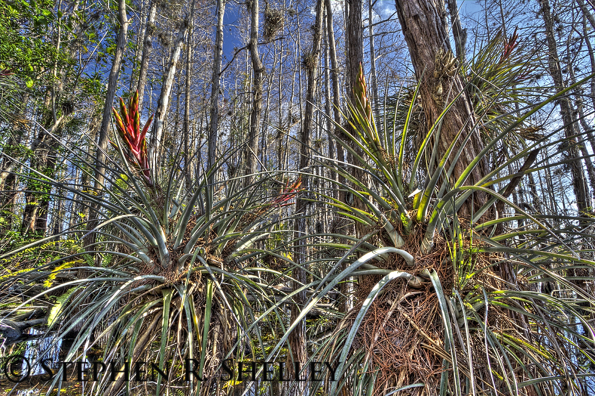 Cypress Dome Bromeliads Everglades National Park